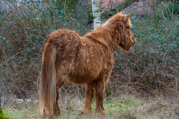 Hirsutismus: Langes, lockiges Fell ist ein zentrales Symptom bei Pferde mit dem Cushing Syndrom (© HeiSpa - stock.adobe.com).