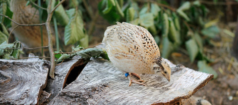Wachteln halten und das artgerecht - so gelingts