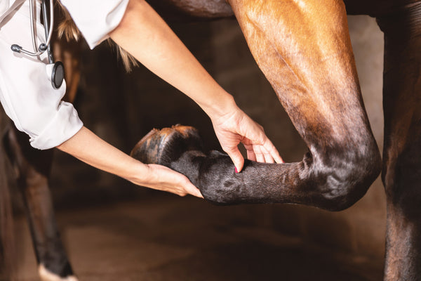 Arthrose beim Pferd: Einschläfern? Behandeln? Futter anpassen!