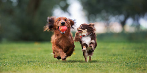 Herbsthappen für besondere Momente mit deinem Hund
