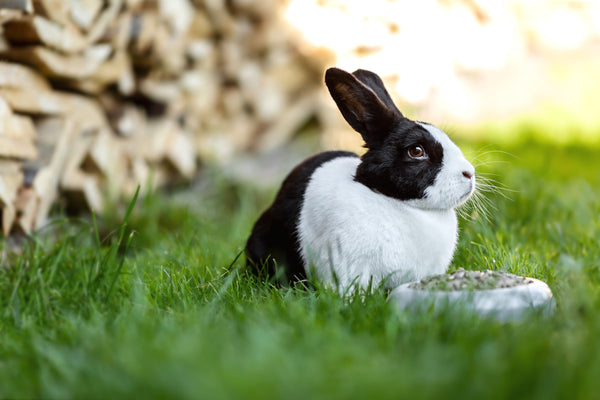 Artgerechte Ernährung von Kaninchen – so einfach geht‘s