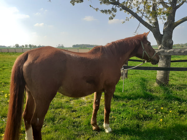 Verstopfungskolik beim Pferd – Welfes rasche Erholung mit deukavallo