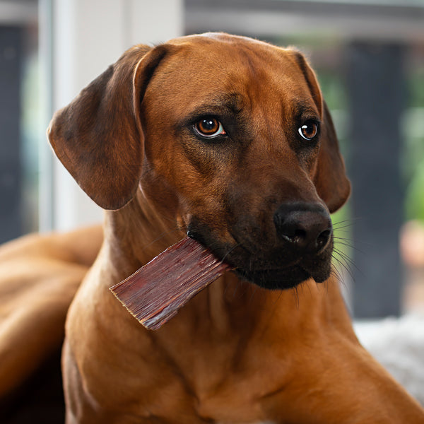 caniland Schlundfleisch vom Freilandrind