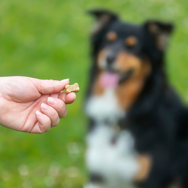 caniland Dog Bones INSECT